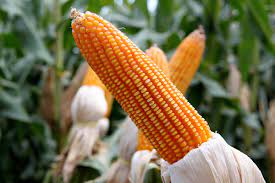 What is the minimum depth of soil required for corn?