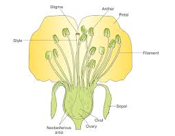 flower diagram whorls and functions
