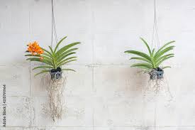 Orchids Grown In Plastic Pots Hanging