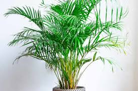 7 Pet Safe Indoor Plants For Cats And