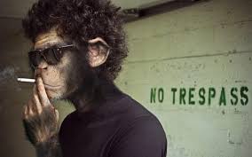 Image result for handsome monkey pictures