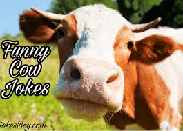 The longer the for more really funny one liners on at related topic see very short jokes about the differences between men and women on the page very short. 100 Best Cow Jokes And Puns 2021 Jokesboy