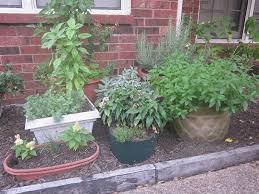 how to plant an outdoor potted herb garden