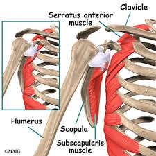 The rib cage is the arrangement of ribs attached to the vertebral column and sternum in the thorax of most vertebrates, that encloses and protects the. Snapping Scapula Syndrome Eorthopod Com