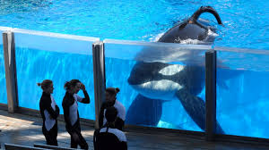SeaWorld Exposed for Using Dubious Research Record to Justify Orca  Captivity - Their Turn