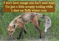why-do-foxes-lose-their-tail-fur