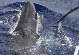 深海でダッシュするマッコウクジラ – マッコウクジラ研究
