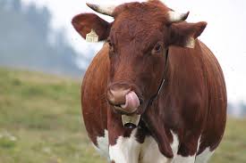 牛阿尔姆奶牛- Pixabay上的免费照片