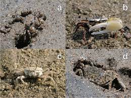 sand bubbler crabs distinguish fiddler