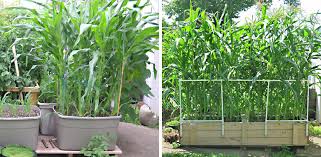How To Grow Corn In Backyard Gardens
