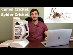 How To Get Rid Of Crickets In The