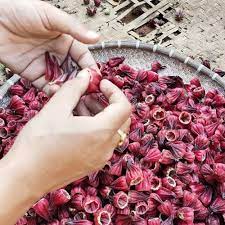 Maybe you would like to learn more about one of these? Dried Hibiscus Flowers Manufacturer Supplier In Uttarakhand India