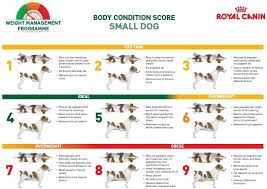 Body Condition Pet Care Tips Pets Dogs