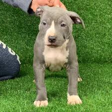 Maybe you would like to learn more about one of these? Pitbull Puppies For Sale American Pitbull Terrier Breeding Centre Pitbull Forest House