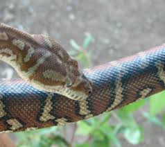 carpet python morelia spilota free