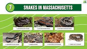 discover the 15 snakes in machusetts