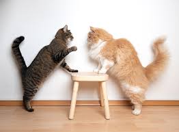 The role of the cat owner is to provide an environment that increases the likelihood of the cat feeling safe and secure in the new territory and/or with the other cat while moving at the cats' pace. How To Safely Break Up A Cat Fight Excited Cats