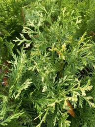 Image result for Thuja occidentalis
  ( Wansdyke Silver American arborvitae )