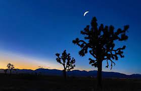 Picture of sunset tree and moon, silhouette of tree stock photo, images and stock photography. Silhouette Of Trees Against A Sunset With A Crescent Moon On The Sky Hd Wallpaper Wallpaper Flare