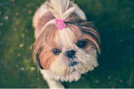 your shih tzu keeping your dog clean