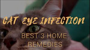 Choosing to use home remedies for cat allergies are not only easy, they are effective in maintaining a healthy lifestyle for you and your cat. Cat With Infected Eye Best 3 Holistic Remedies Youtube