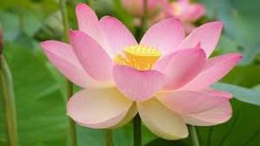 ¿Cuál es la leyenda de la flor de loto?