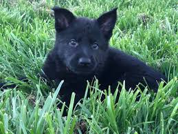 Keep in mind, the gsd has a thirst for training and fulfillment, so. Working Line Black German Shepherd Puppies For Sale In Kentucky Pwg Petworldglobal Com