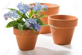 These flowers have also been mentioned in many folkloric tales that stated they had a curative effect on scorpion stings, and thus they were called. Forget Me Not Small Beautiful Flowers In Flower Pot Stock Photo Picture And Royalty Free Image Image 9406067