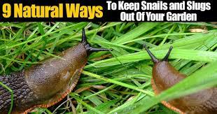 9 natural ways to keep snails and slugs