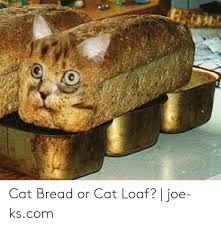 The best gifs of cat breading on the gifer website. Cat Bread Or Cat Loaf Joe Kscom Cat Meme On Me Me