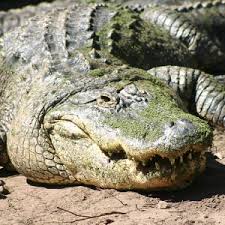 American Alligator Fact Sheet | racinezoo.org
