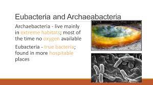 Kingdoms Eubacteria and Archaeabacteria - ppt video online download
