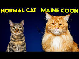 maine cat vs normal cat so