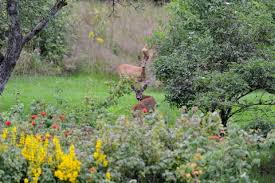 Keep Deer Out Of The Garden 5 Non