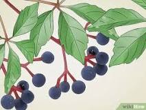 How can you tell if blueberries are poisonous?