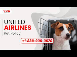 united airlines pet policy cargo in
