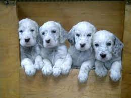 However, free english setter dogs and puppies are a rarity as rescues usually charge a small adoption fee to cover their expenses (usually less than $200). English Setters Dog Photo Ckc Reg D English Setter Puppies For Sale In Langley British Columbia English Setter Puppies Setter Puppies English Setter Dogs