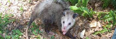 how to trap opossum memphis critter