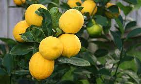 Meyer Or Eureka Lemon Citrus Tree Live