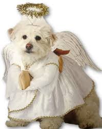 Details About Heavenly Hound Dog Angel Costume Christmas Dress Wings Halo Pup Pet Xs Sm Md Lg