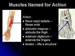 Some examples are flexor (decreases the angle at the joint), extensor (increases the angle at the joint), abductor (moves the bone away from the midline), or adductor (moves the bone toward the midline). Characteristics Used To Name Skeletal Muscles Naming Skeletal