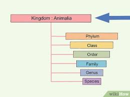 How To Classify Animals 15 Steps With Pictures Wikihow
