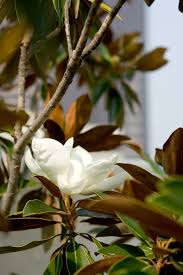 10 best white flowering trees to