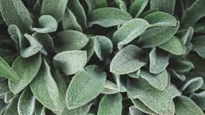 how to successfully grow a lamb s ear plant