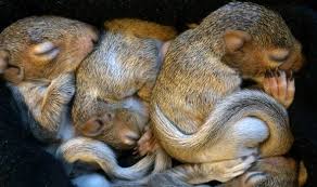 Baby Squirrels Tumble Down Chimney