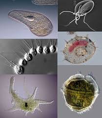 Protozoa Wikipedia