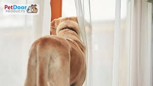 Energy Bills And Your Doggy Door Pet