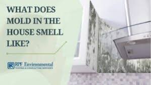what does mold in the house smell like
