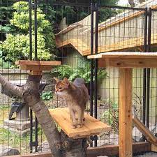 Large Diy Backyard Cat Enclosure