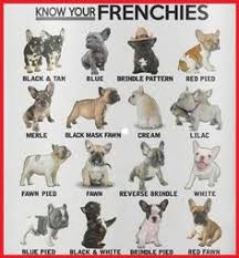 9 Best Blue Fawn French Bulldog Images Blue Fawn French